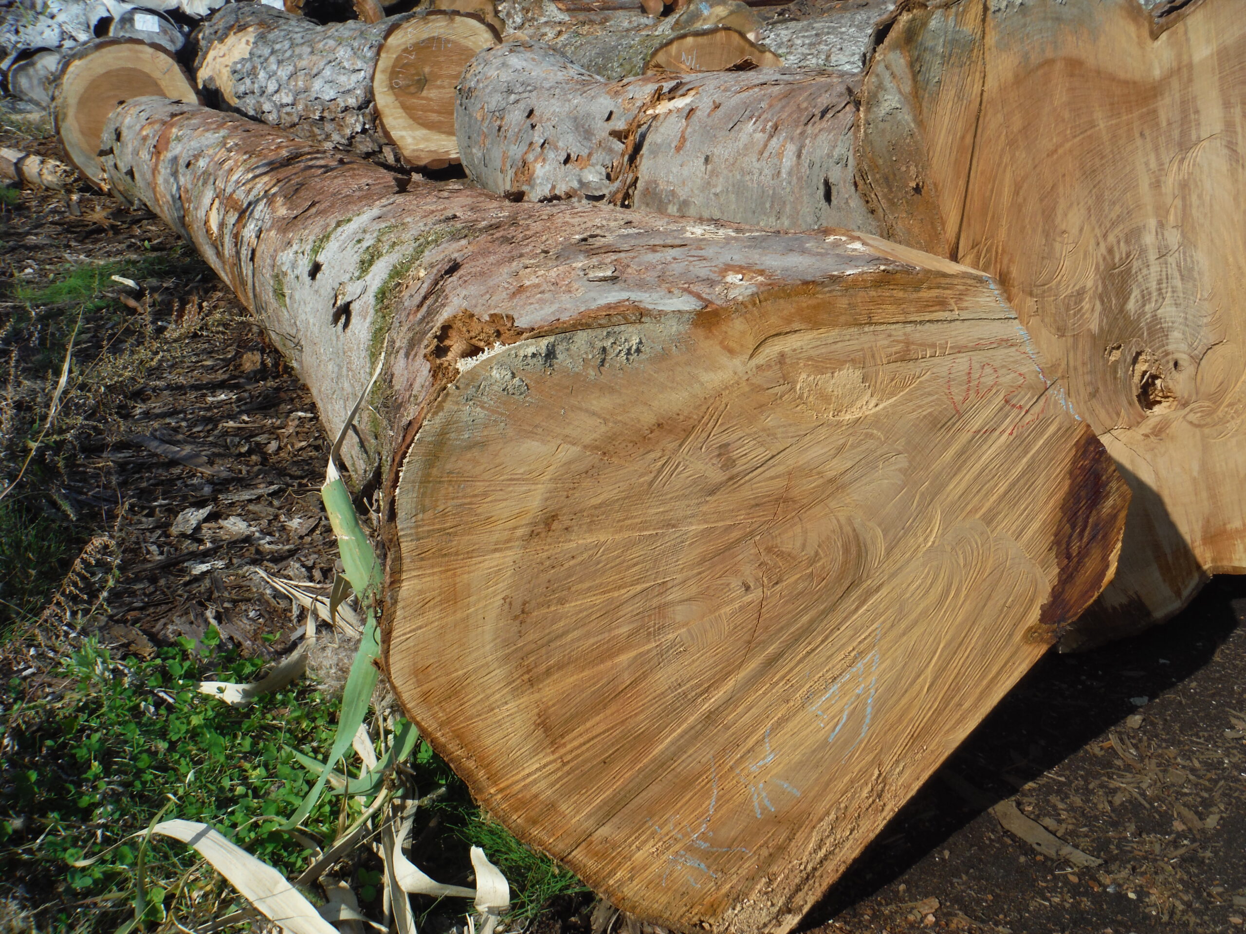 102号ケヤキ6.0×46