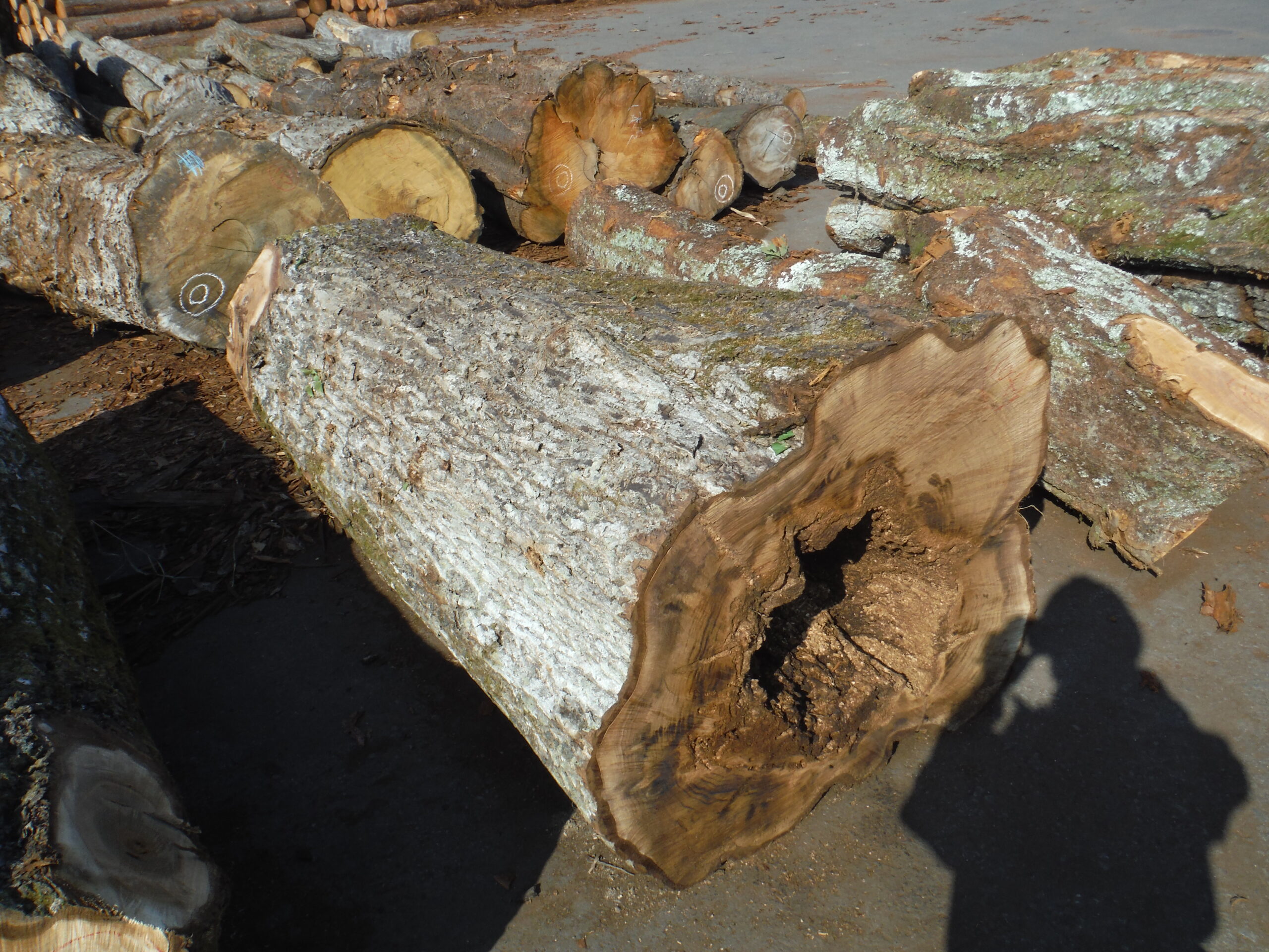 104号クルミ2.0×58