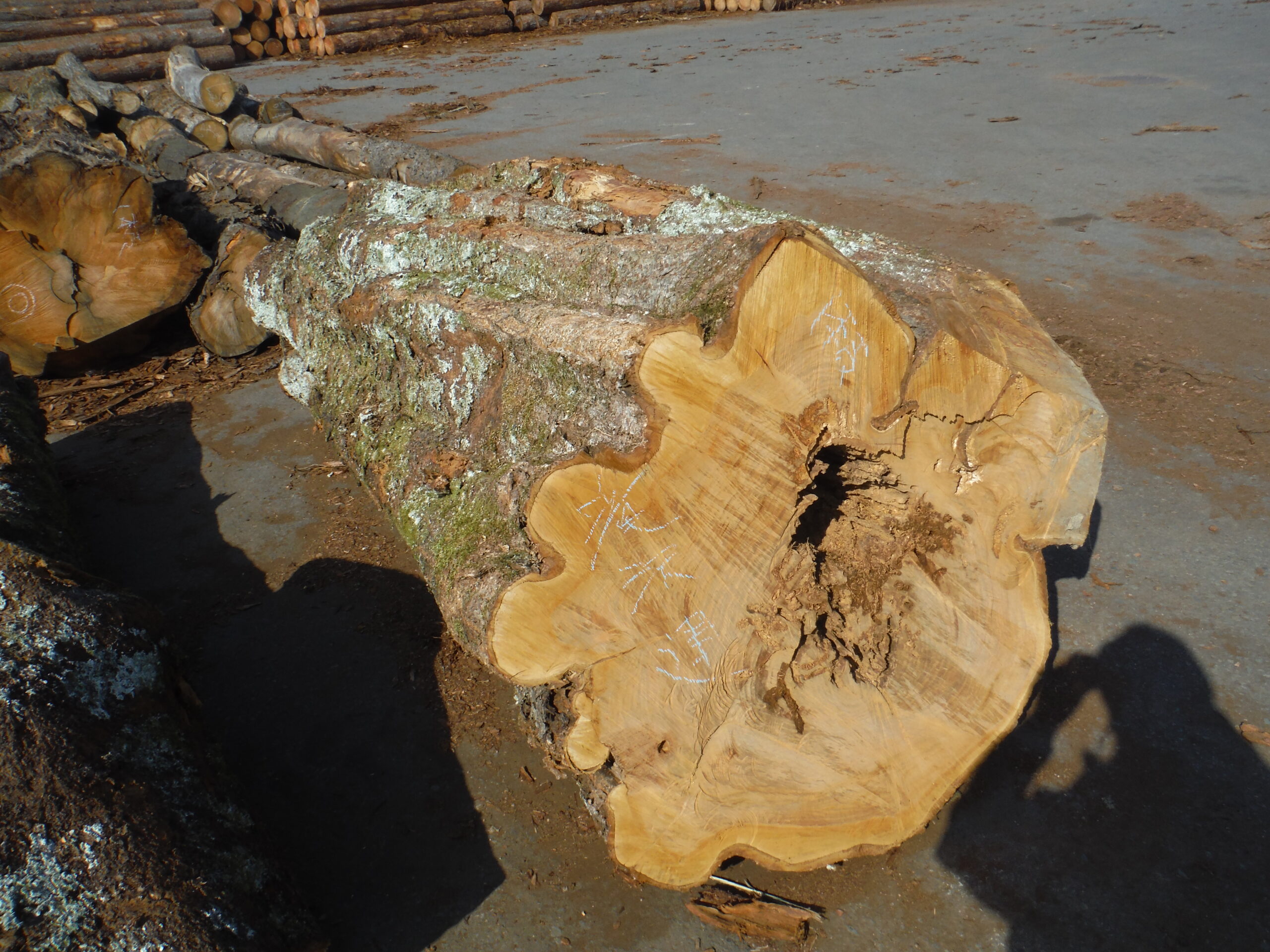 106号さくら2.0×76