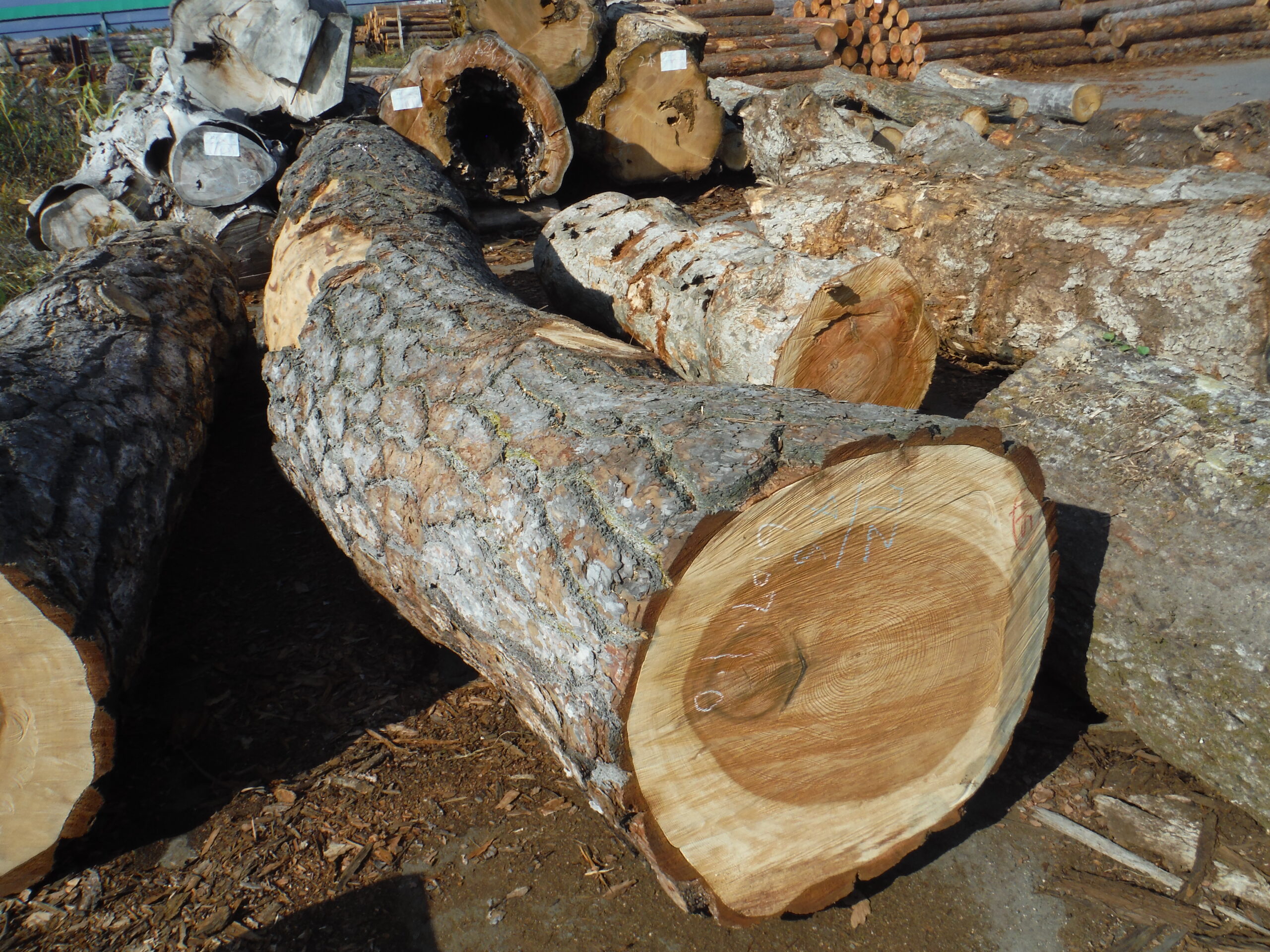 115号アカマツ4.6×72