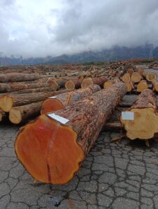 33号　からまつ