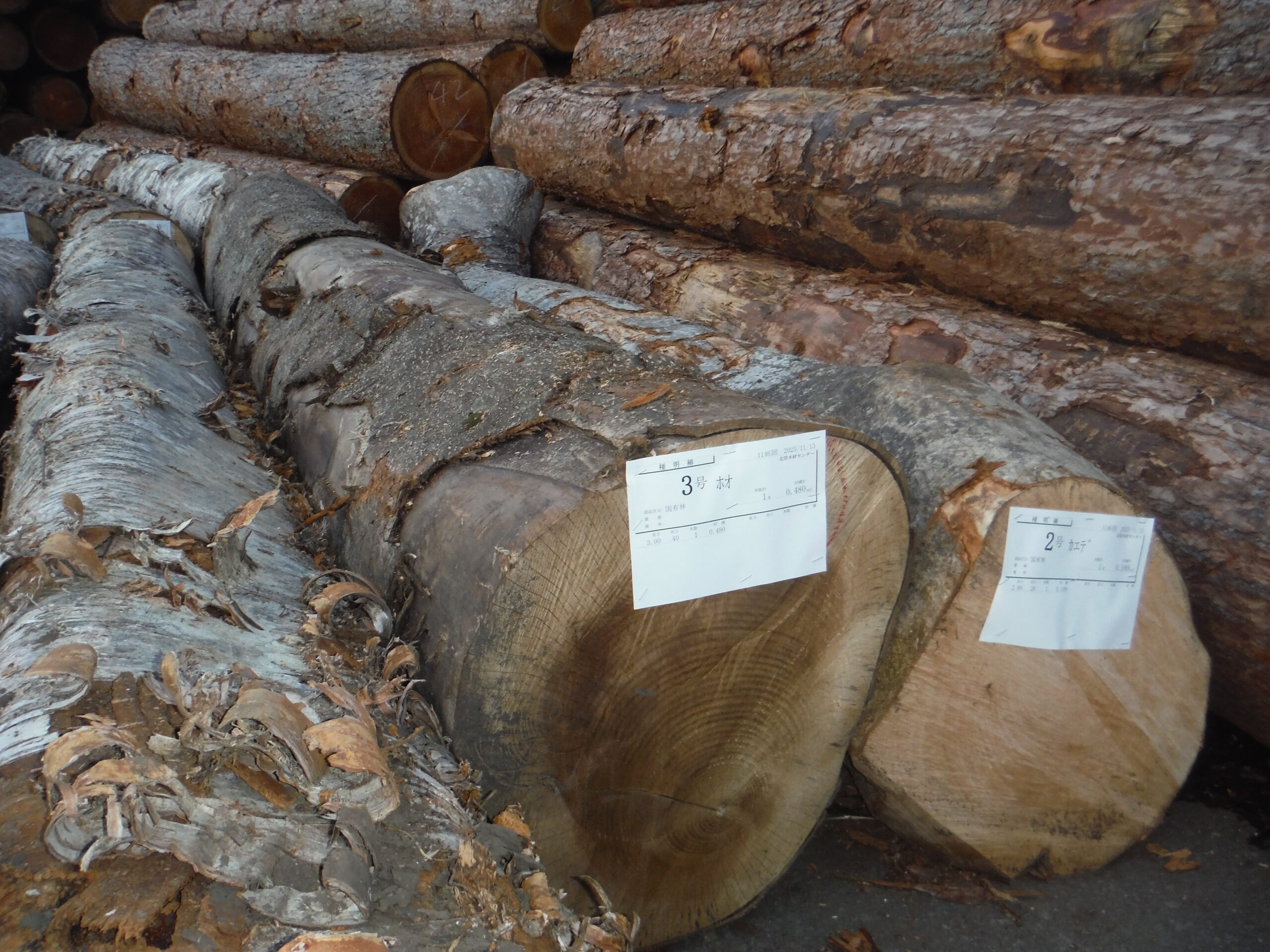 3号国有林ホウ3.0×40