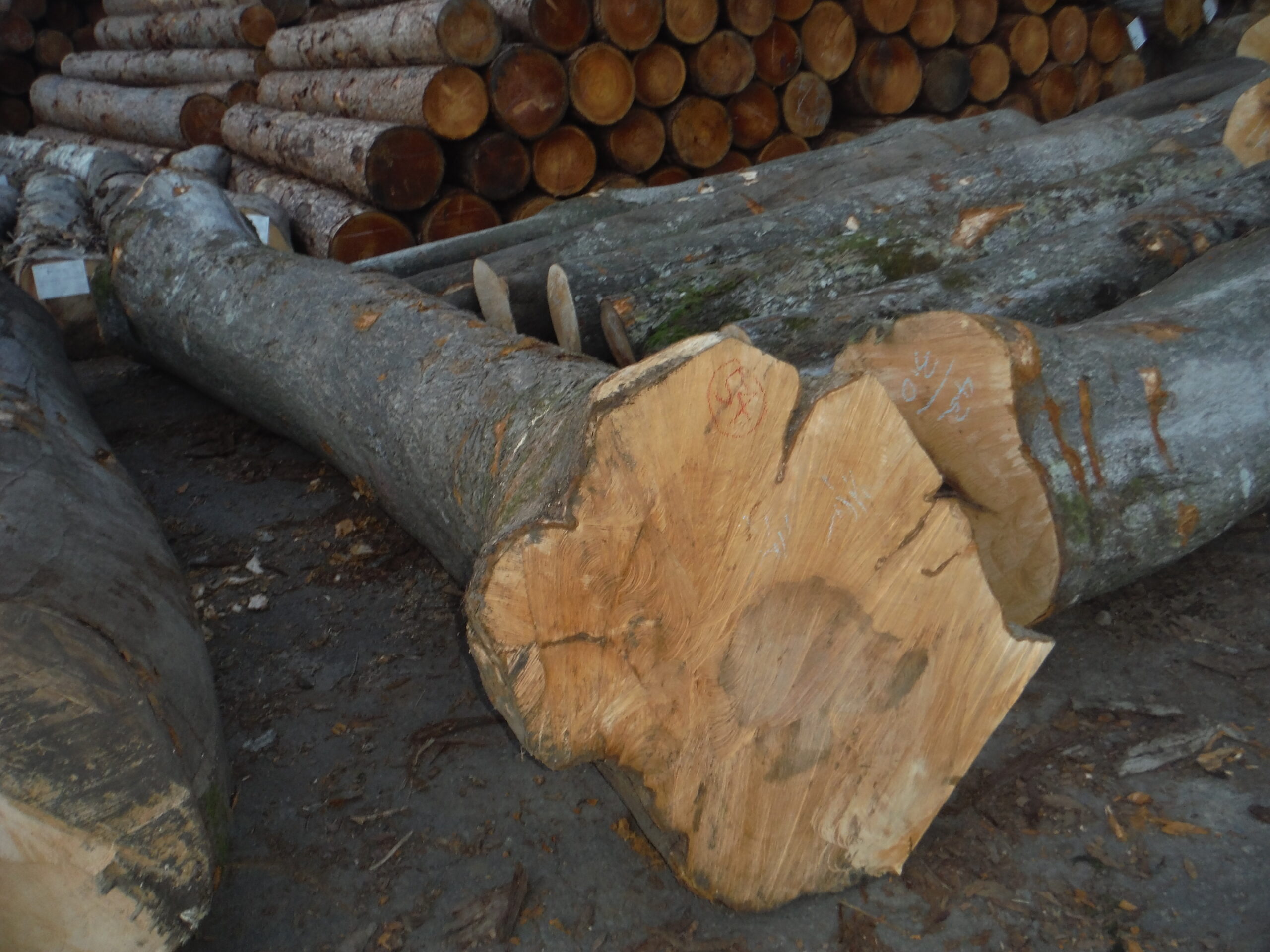 54号カエデ3.6×42