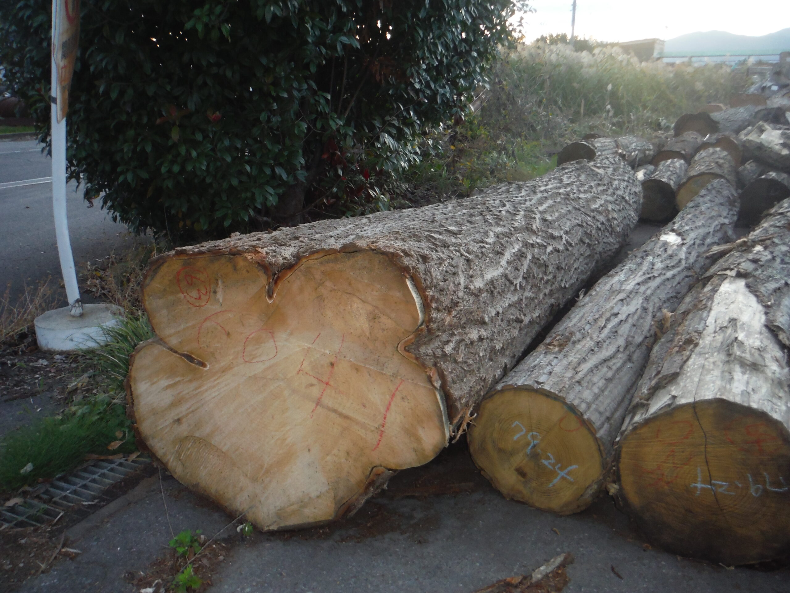 63号イチョウ4.0×44