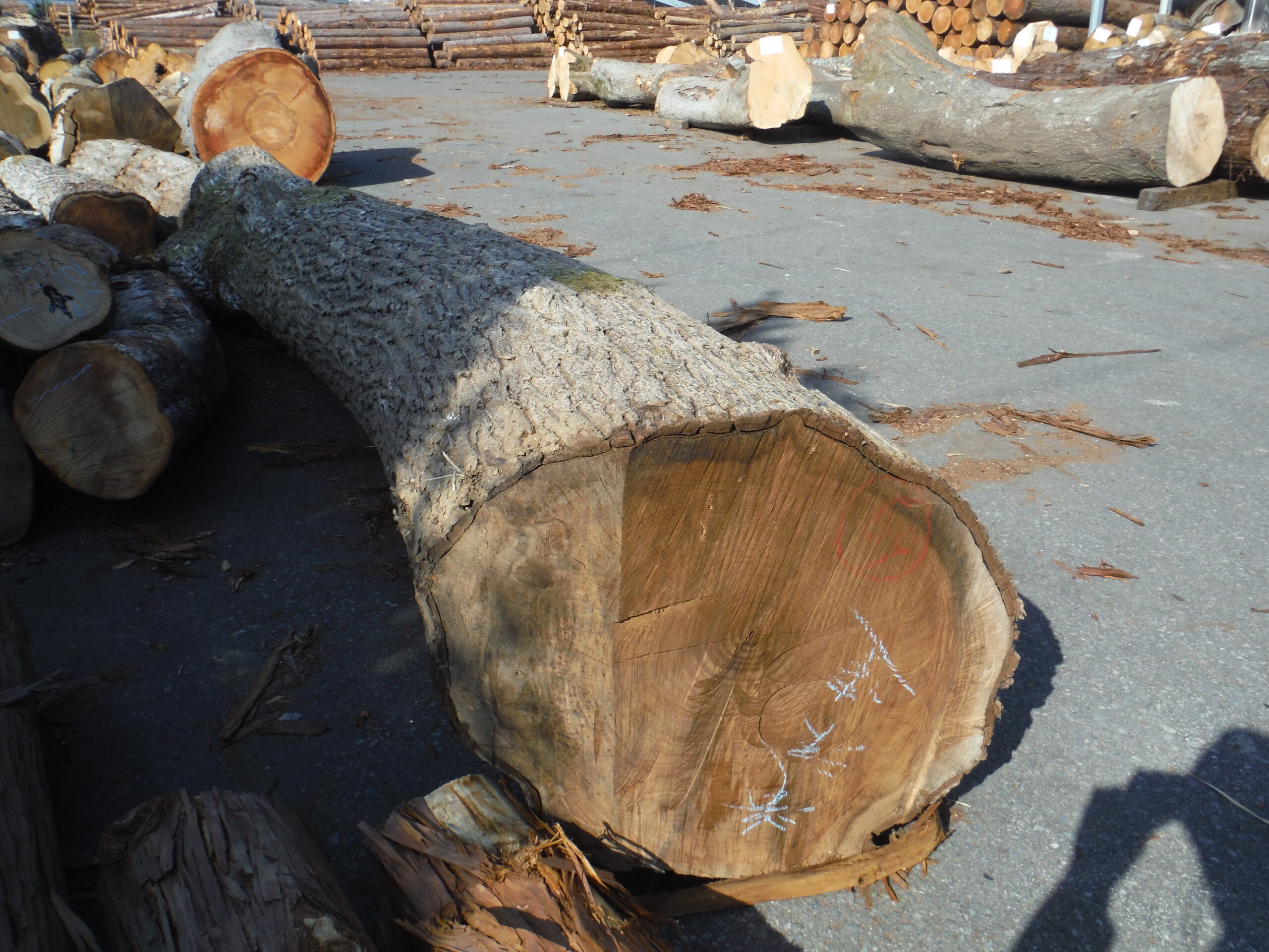 69号クルミ3.0×42