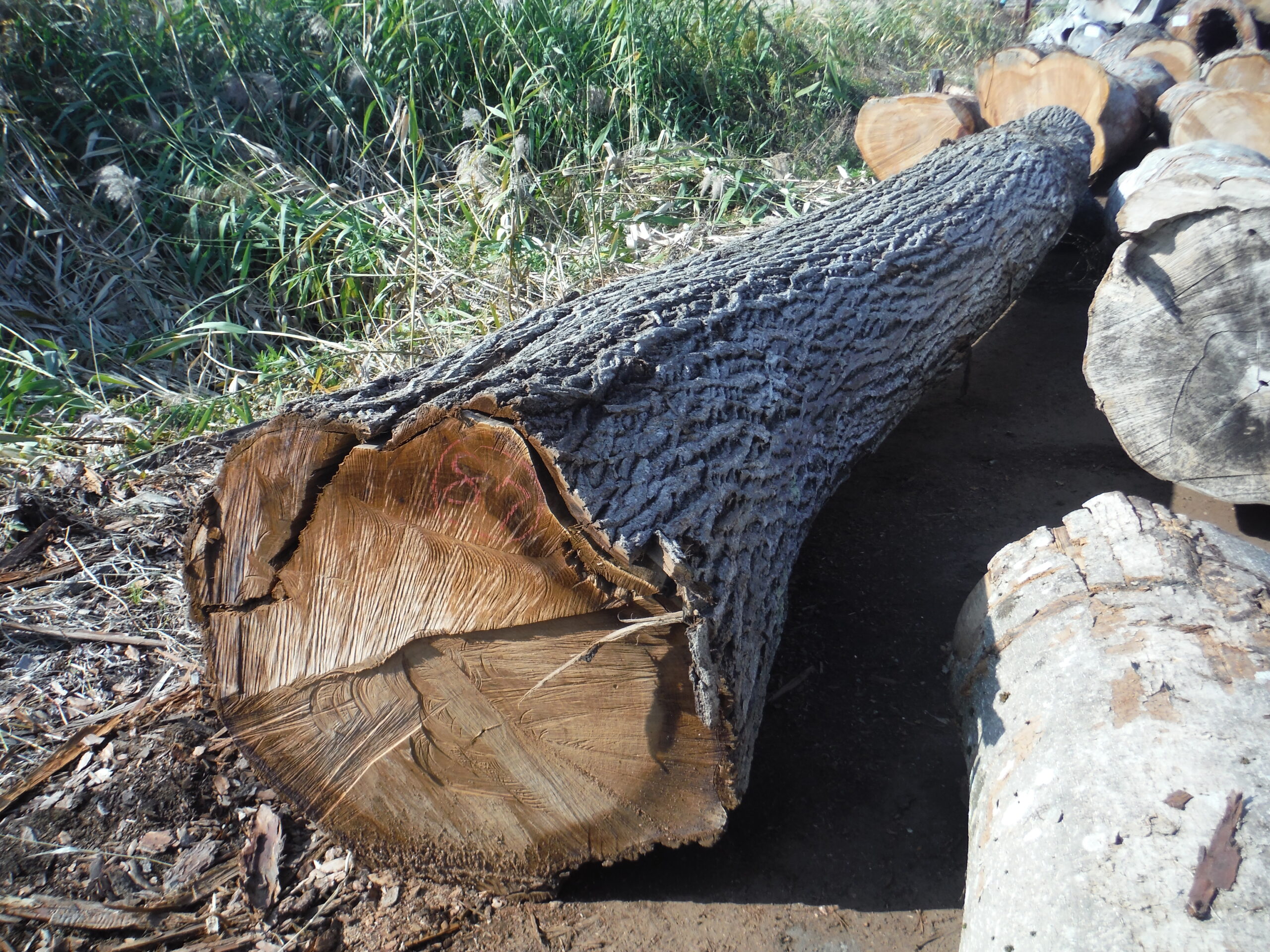 87号クルミ4.8×42