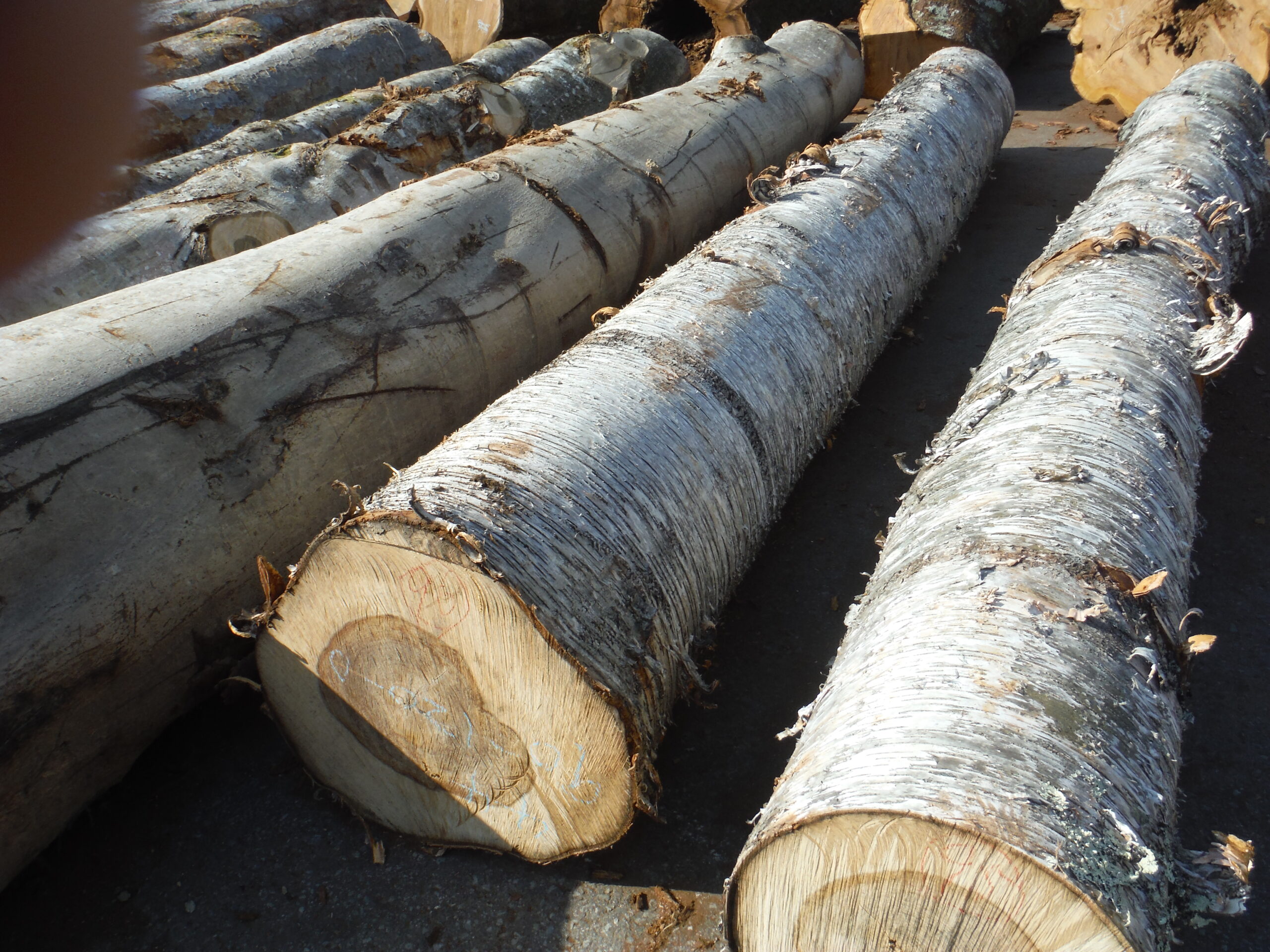 96号ウダイカンバ4.0×38