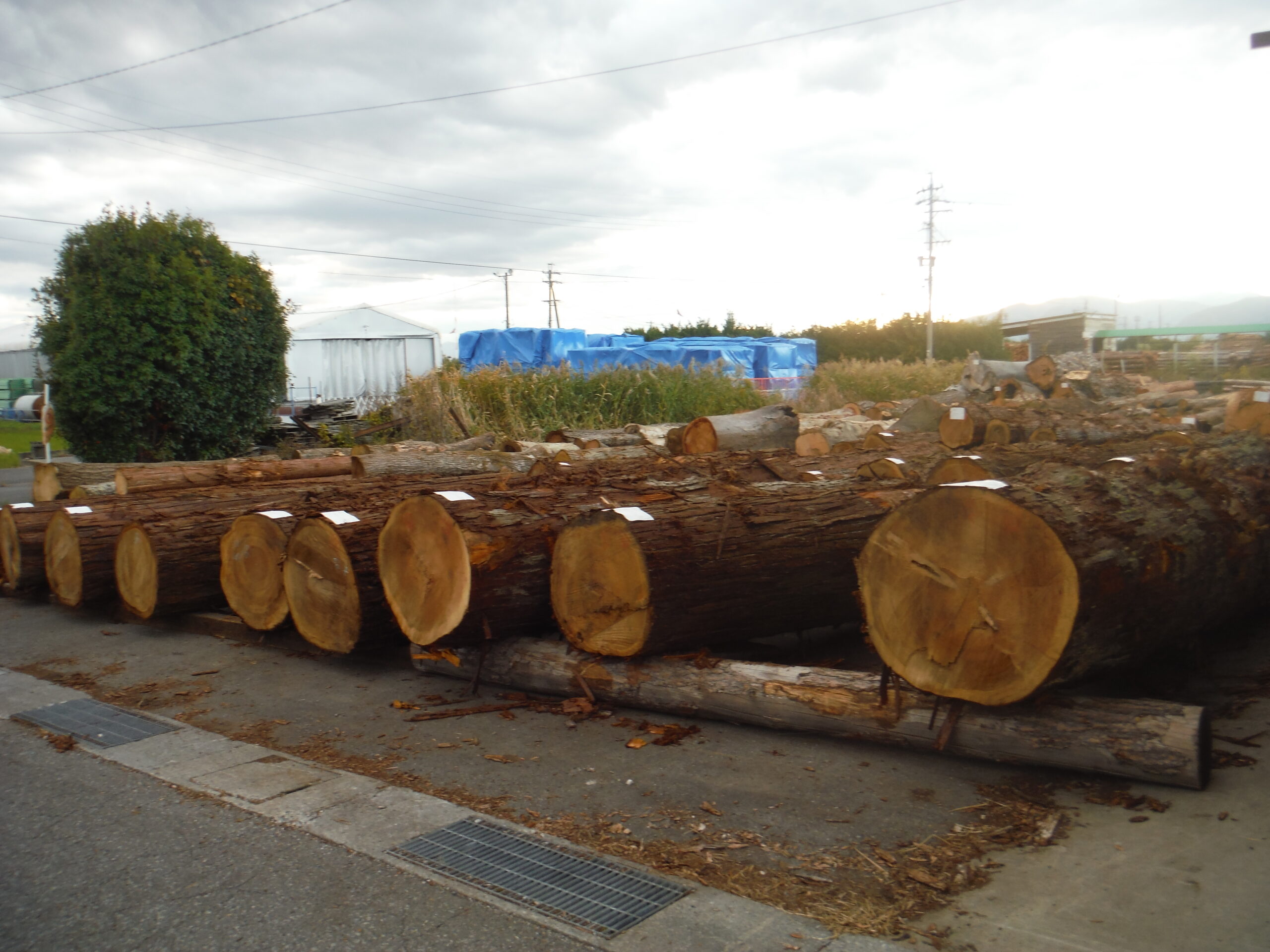 スギ大径材全体写真