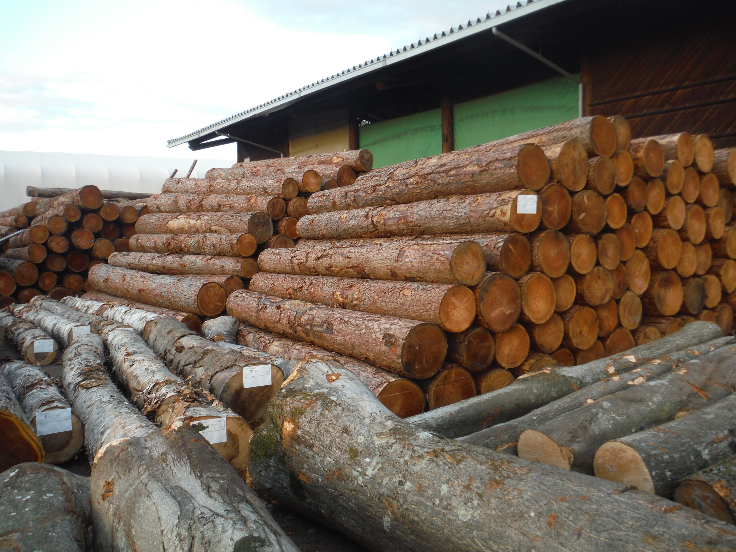 国有林材全体写真