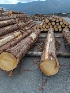 贄川国有林2.3号