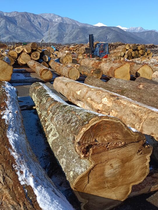 13号　えんじゅ