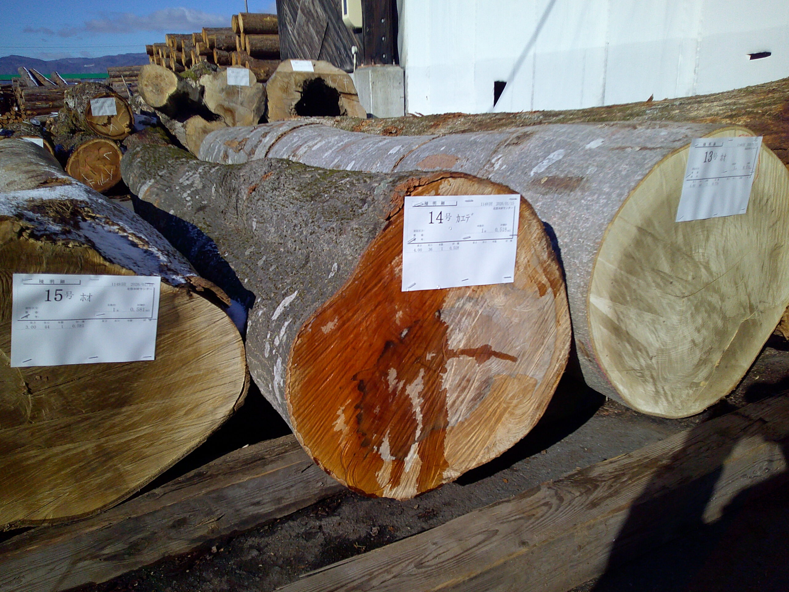 14号カエデ4.0×36