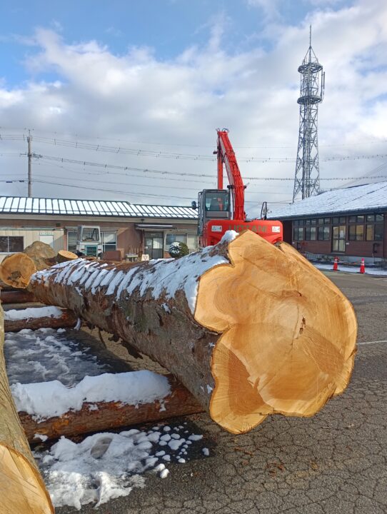 20号　けやき②