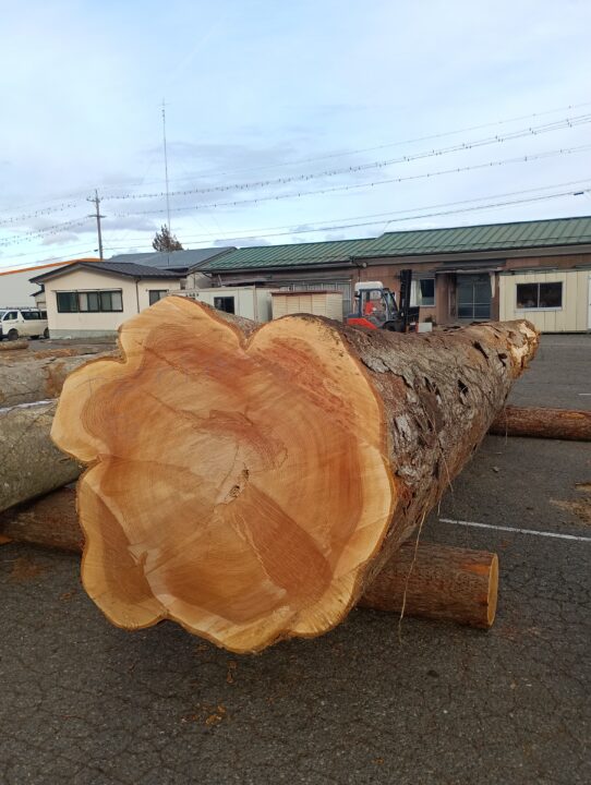 20号　けやき③