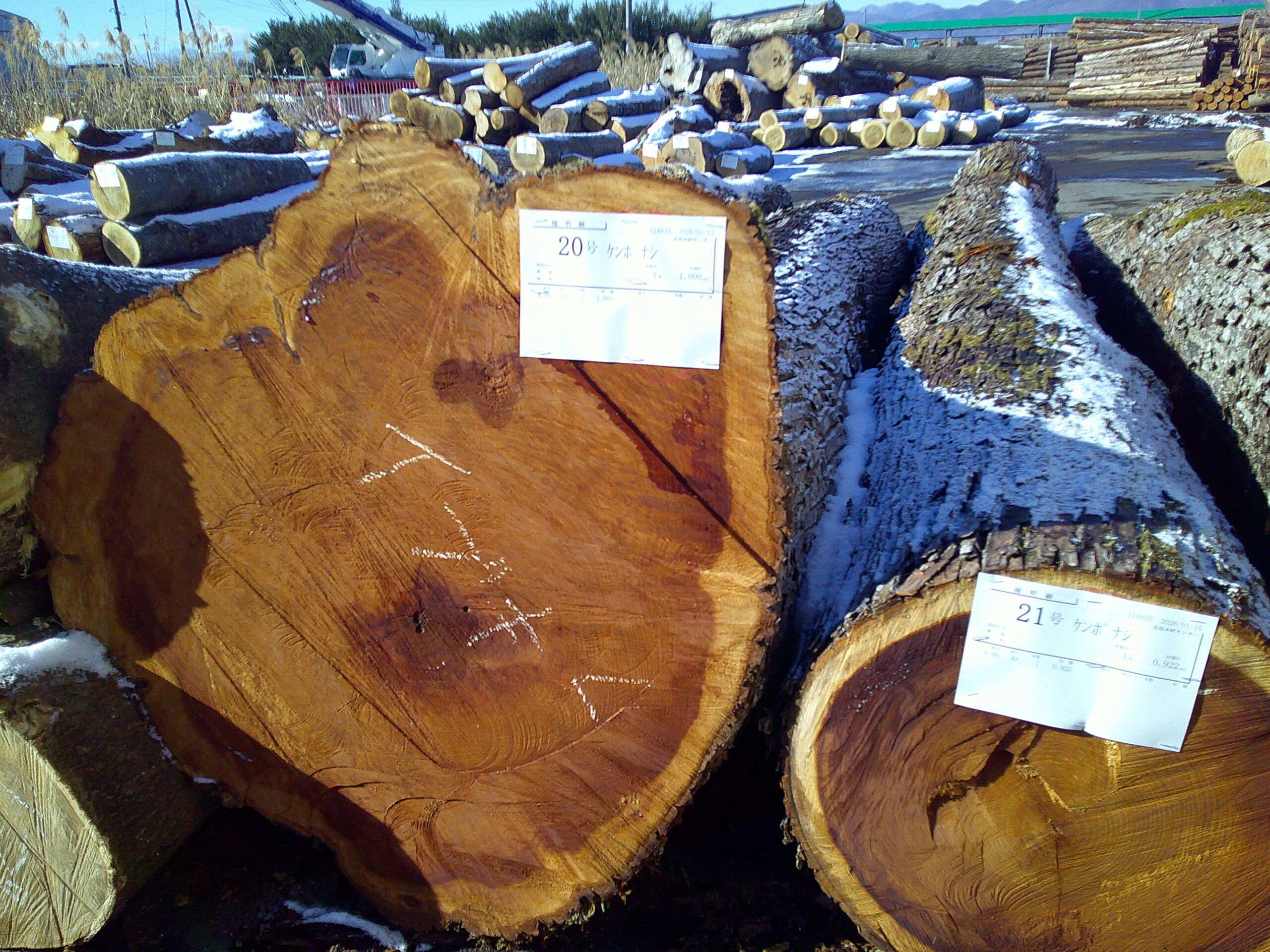 20号ケンポナシ4.0×50