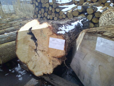 24号イチョウ2.4×52