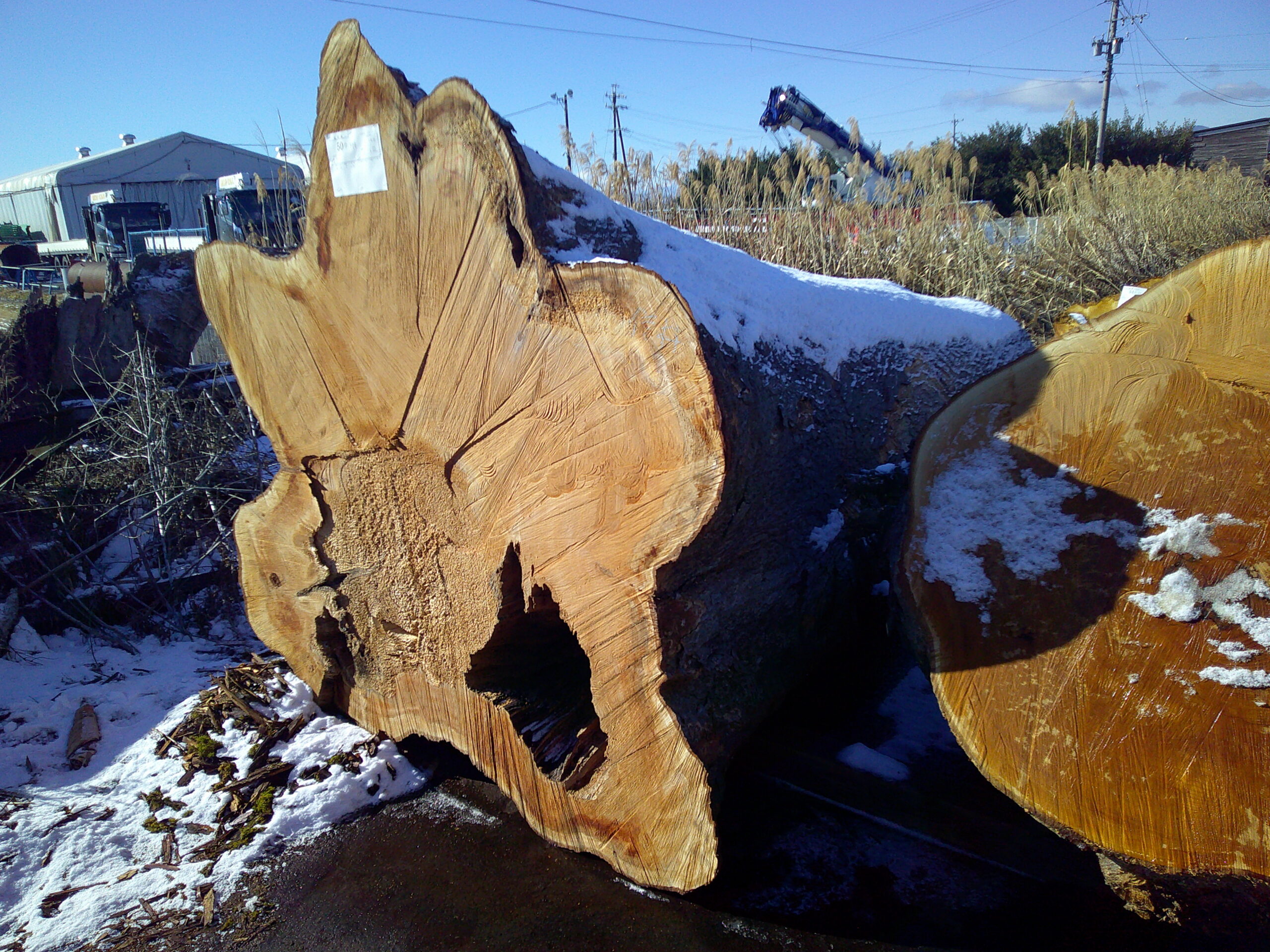 50号ケヤキ2.8×108