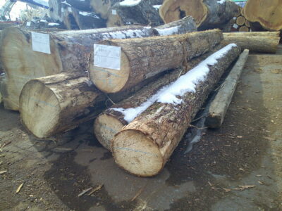 54号サワグルミ4.0×20～28