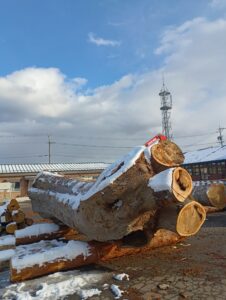 64号　けやき②