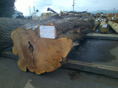 6号サクラ3.0×56（元口）