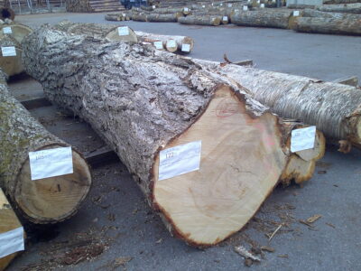 122号イチョウ4.4×50