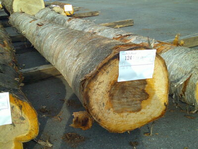 124号ウダイカンバ4.0×30