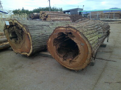 138号スギ3.4×104-3.6×108（元口）