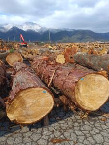 16・17号 ひのき