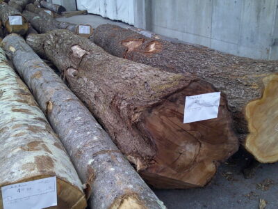 2号クルミ3.8×40