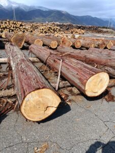 41・42号 ひのき