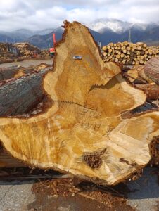 84号　​ひのき