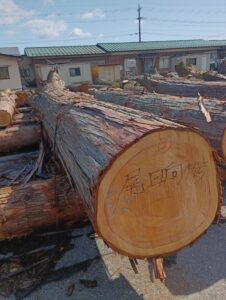 84号​　ひのき