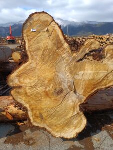 85号　​ひのき