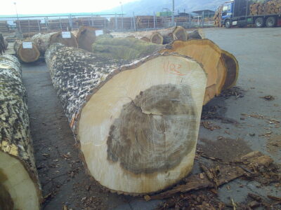 102号ドロノキ4.6×50