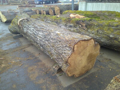 12号クルミ3.8×52