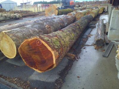 1号ケンポナシ5.6×40