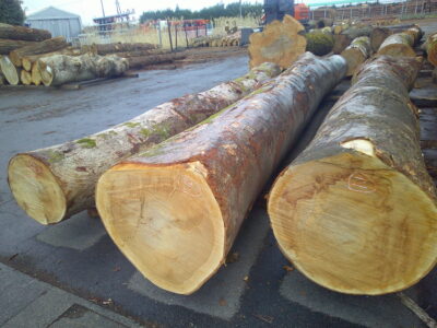 2号ケヤキ5.0×46-3号ケヤキ5.4×58