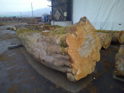 5号カエデ4.8×64