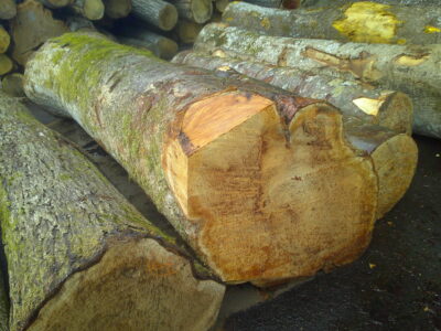 63号ケヤキ3.0×64