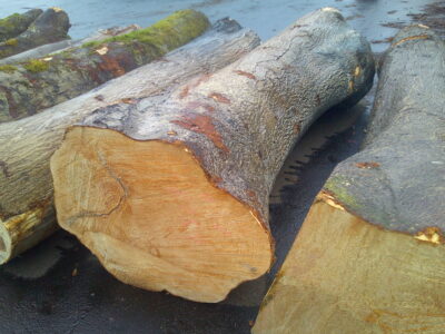 70号カエデ2.4×54