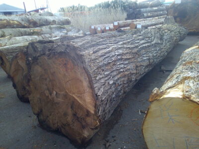 98号クルミ4.0×58