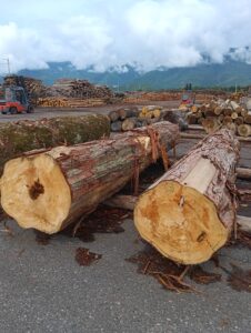 上高地国有林 2・3号 さわら