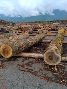上高地国有林 5.6号 かつら